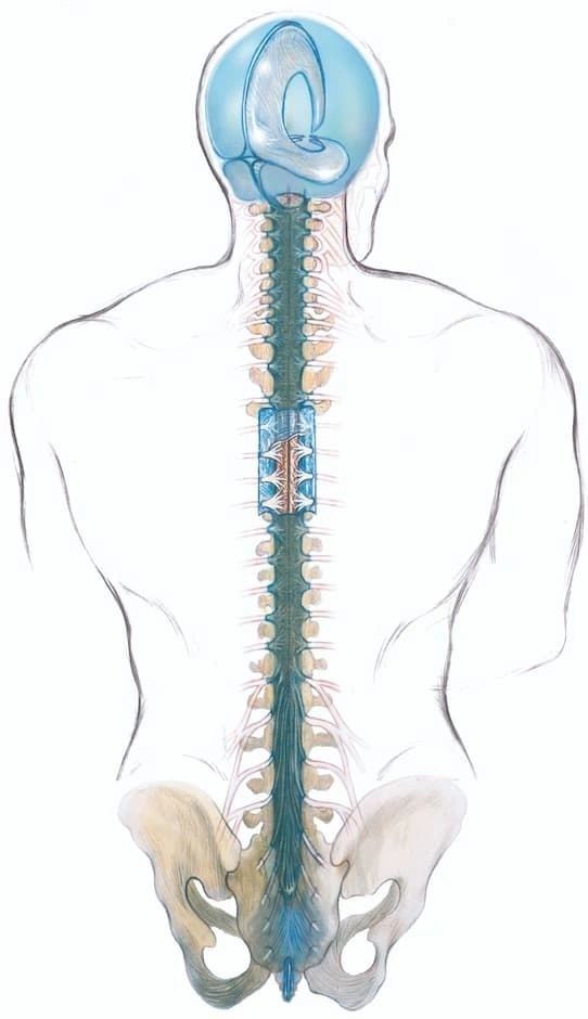 A Drawing Of A Person 's Spine And Brain — Phoenix Mandorla In Rockhampton City, QLD