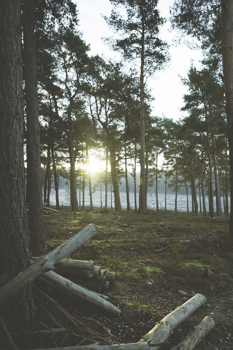 Trees in forest at sunrise UT