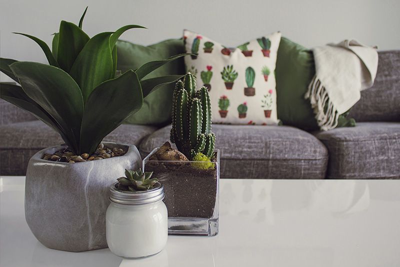 Interior decor with succulent plants and couch