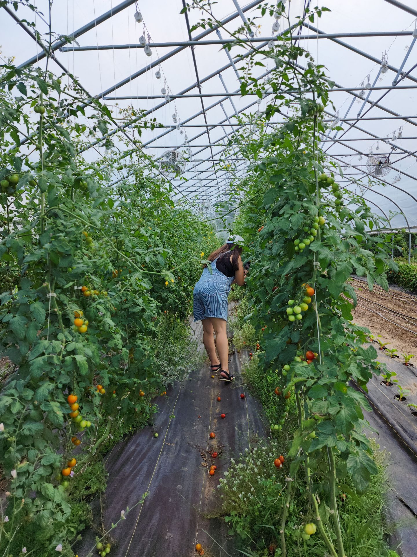 picking cherry tomatoes