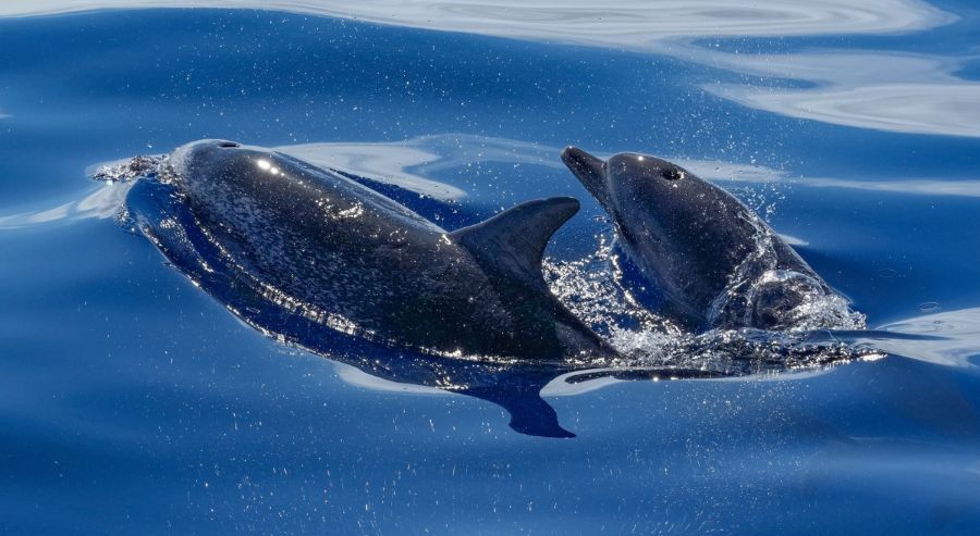 Naples dolphin sightings can happen in most waterways