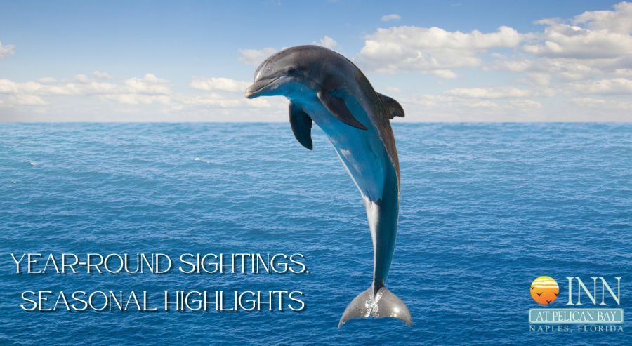Naples dolphin sightings are possible all year
