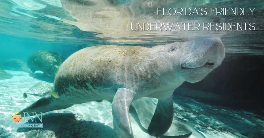 Florida manatee seen from underwater. 