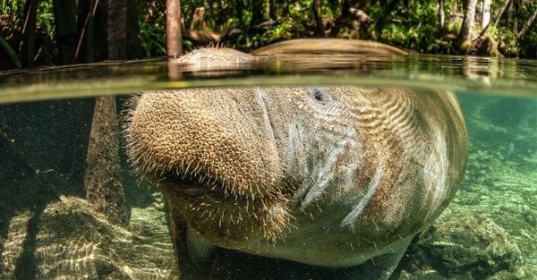 A manatee in a Florida waterway.