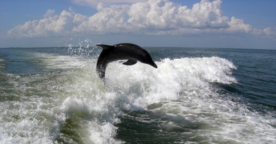 Dolphin leaping out of the water behind a boat.