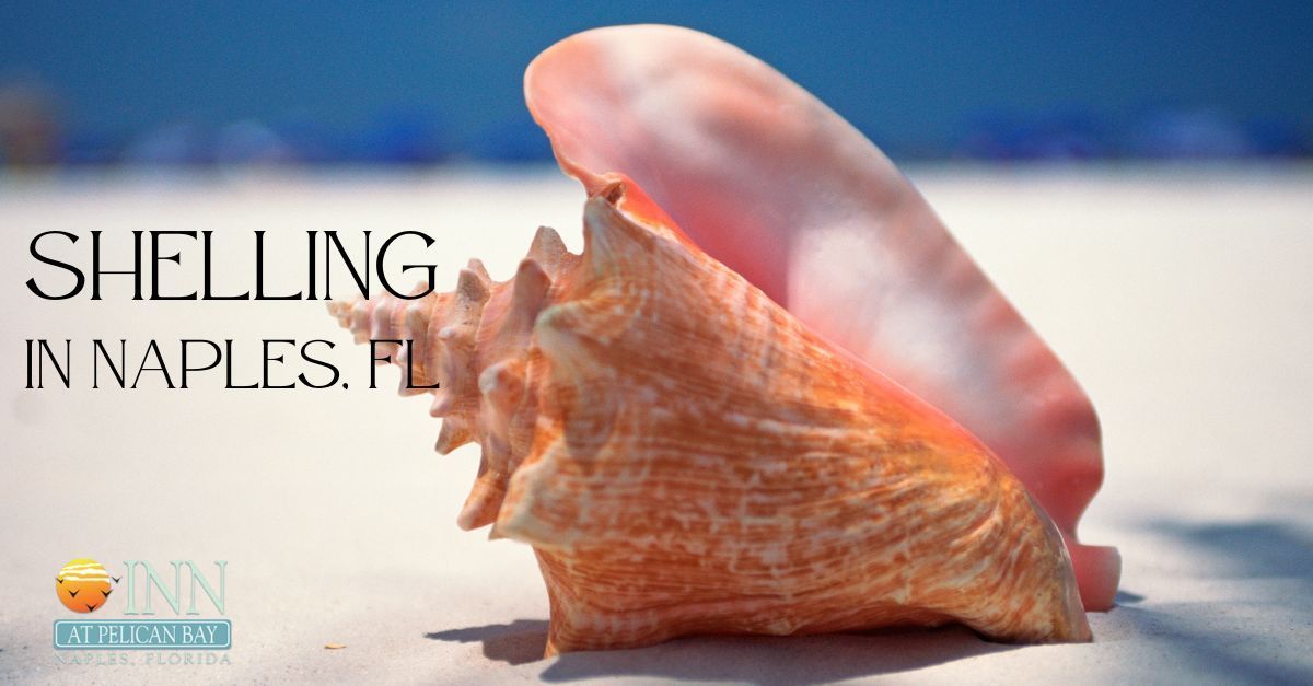 When is the Best Time to Find Seashells in Florida? Shelling Tips