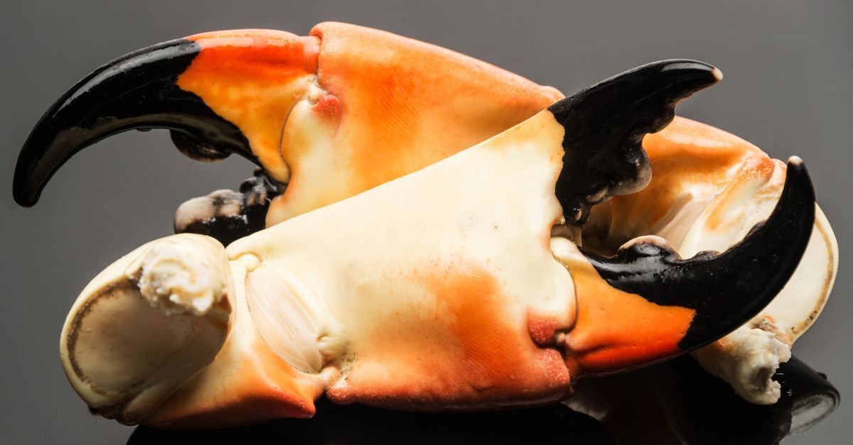Stone crab claws