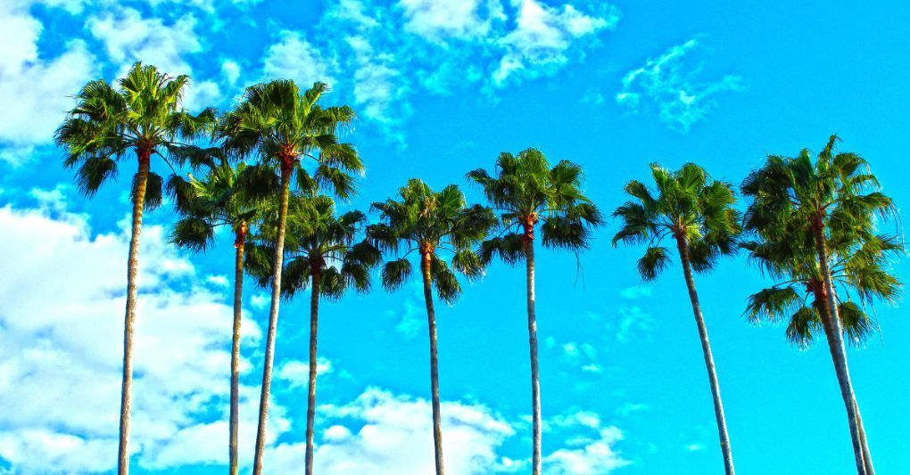 Palm trees representing summer in Naples