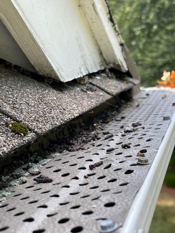 Pest Control Service | Springfield, Worcester, & Boston, MA