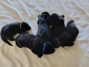Martha's Family Pets