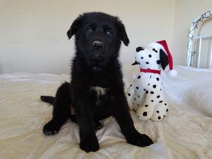 Martha's Family Pets