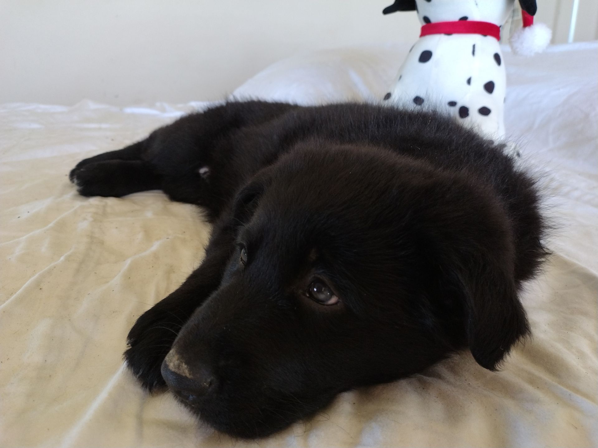 Martha's Family Pets