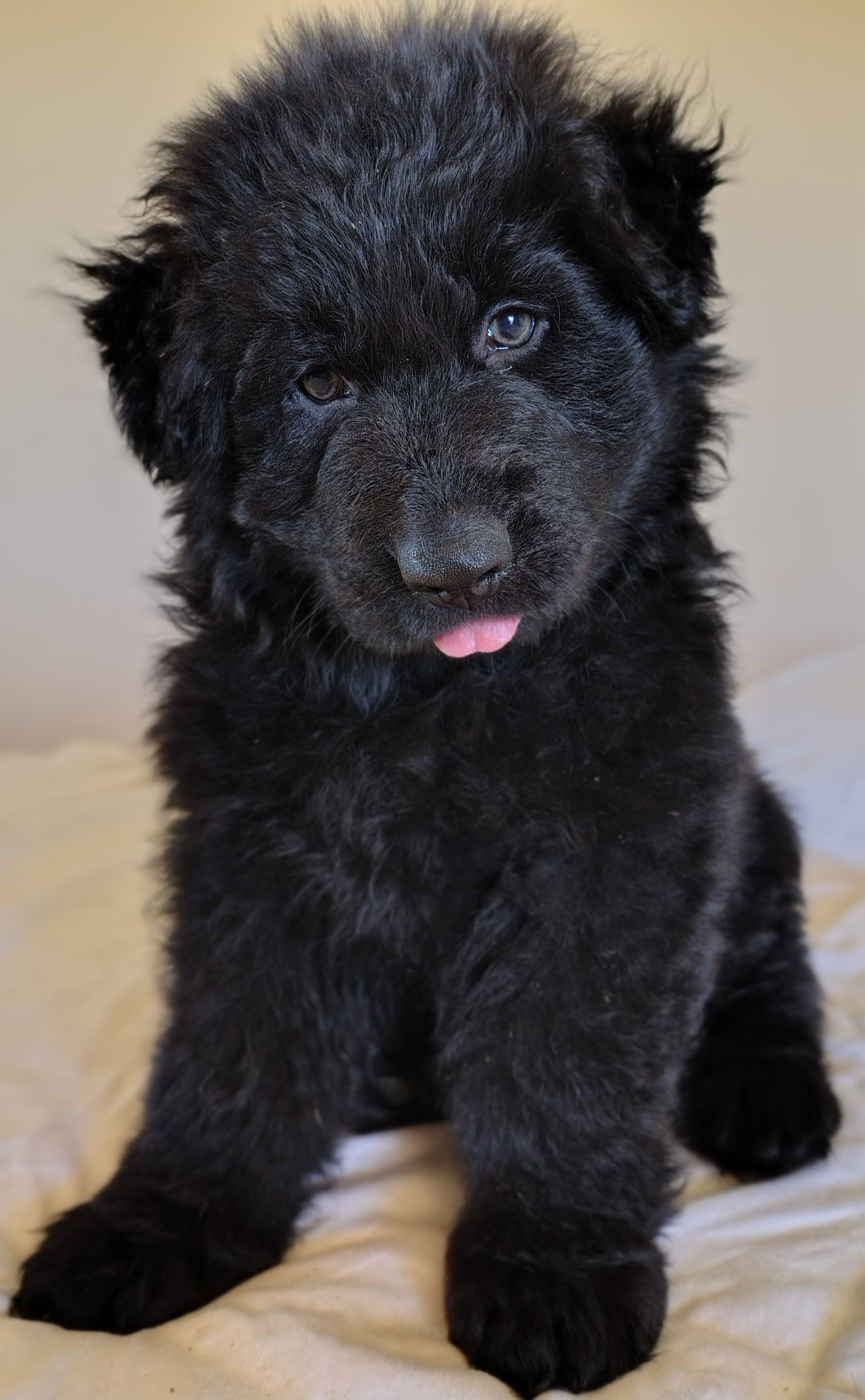 Martha's Family Pets