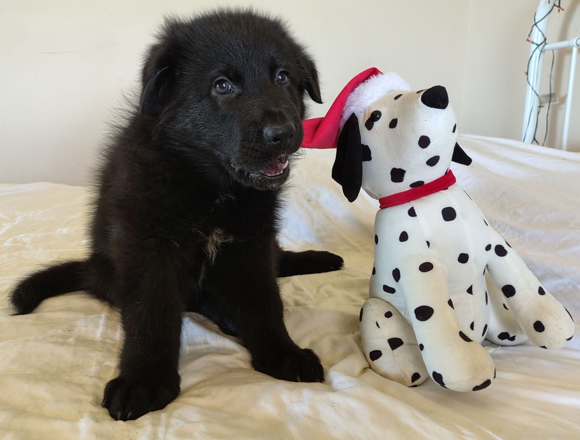 Martha's Family Pets