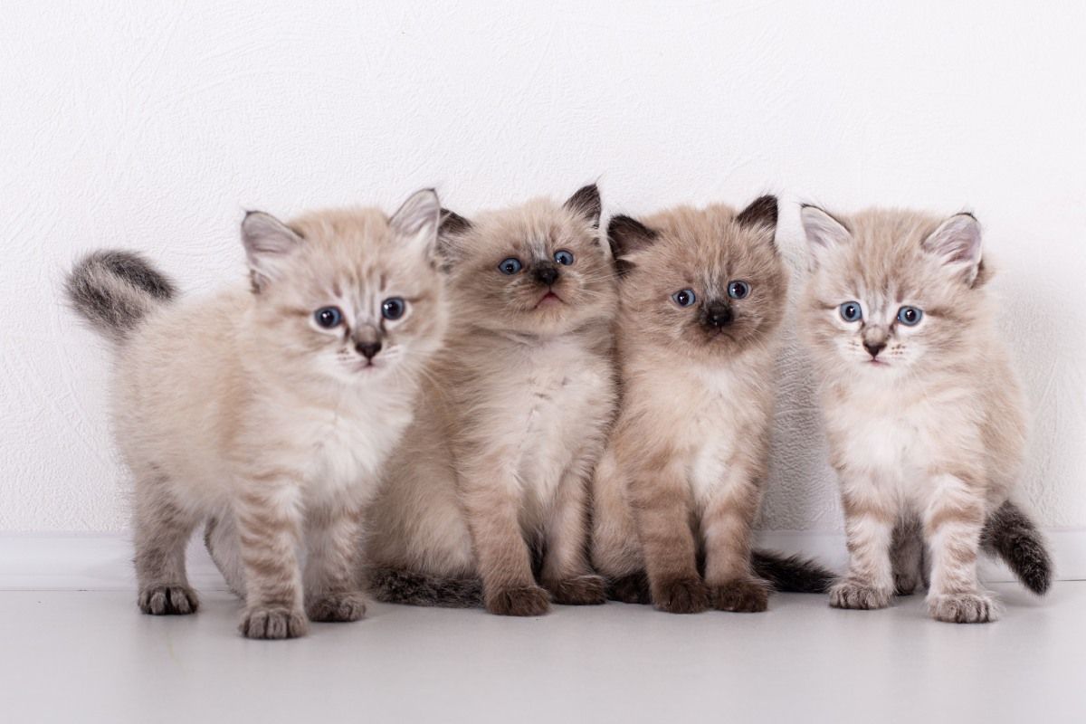 Martha's Family Pets