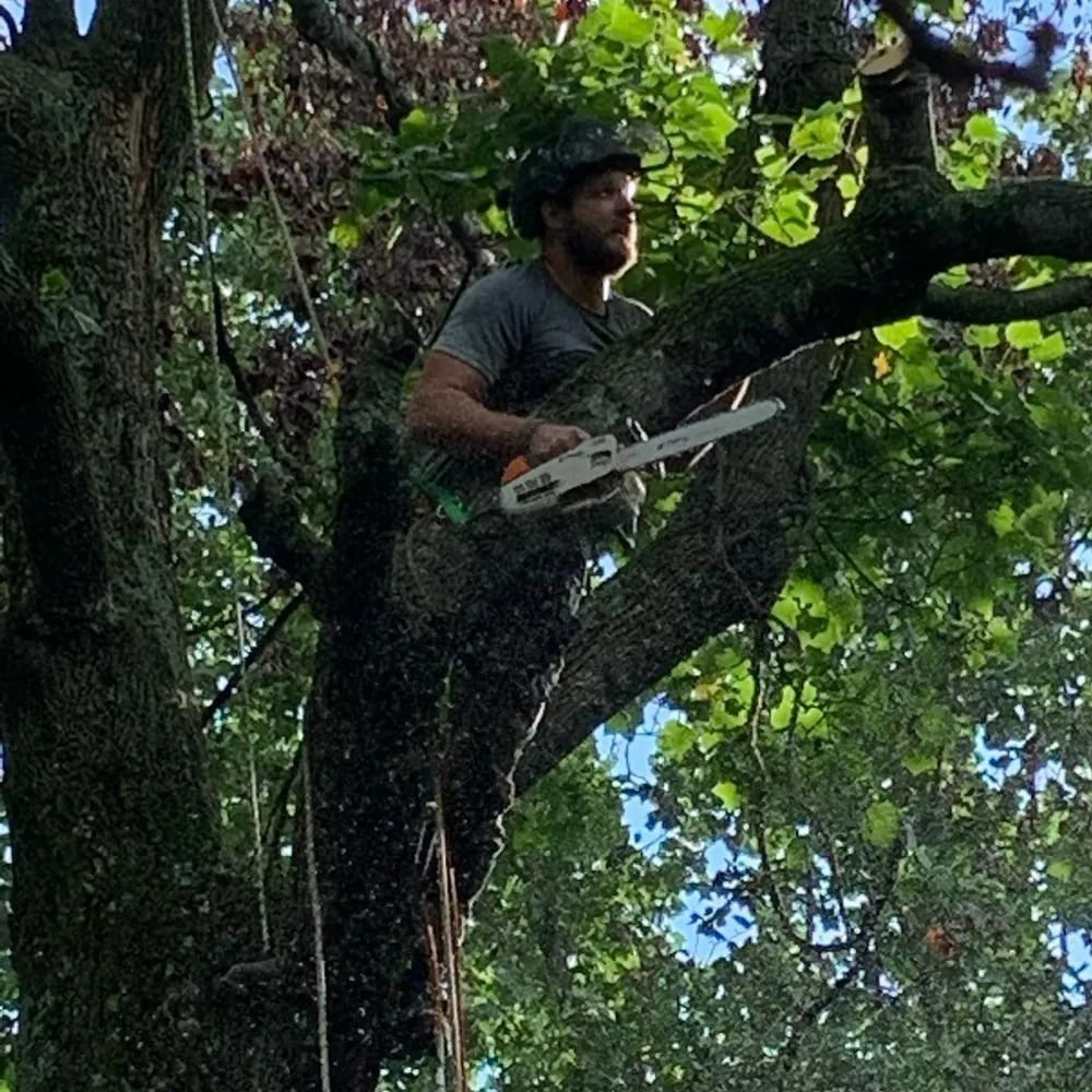 A man is cutting a tree branch with a chainsaw.