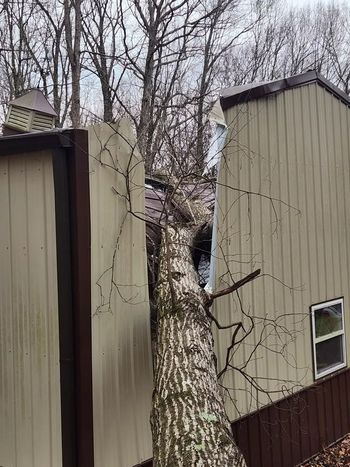 A tree has fallen on the side of a house.