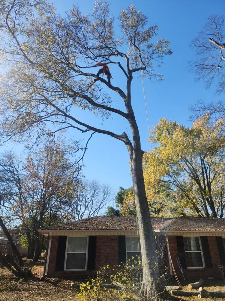 A man is climbing a tree in front of a house.