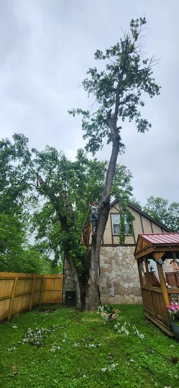 A large tree in a backyard next to a house.