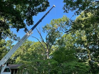 A crane is cutting a tree in front of a house.