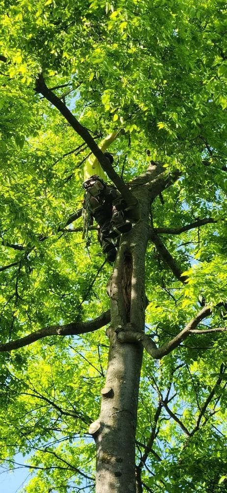 A person is climbing up a tree with a chainsaw.