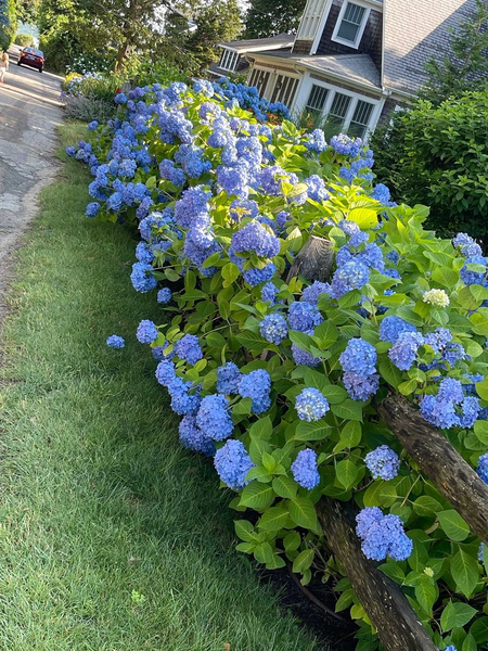 Blue hydrangeas blooming along a garden path beside a house and lawn