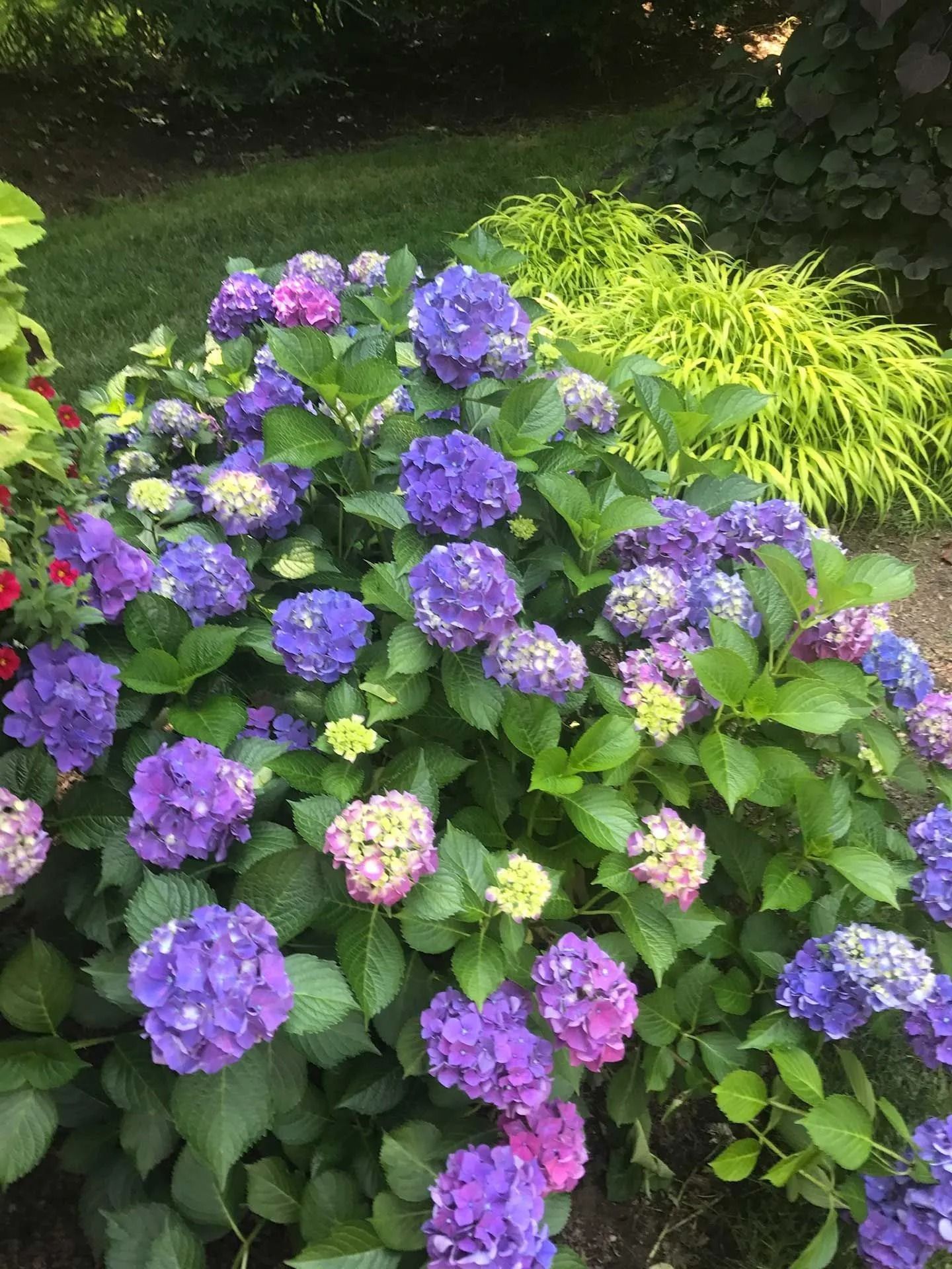 Purple and pink hydrangea blooms in a garden with green foliage