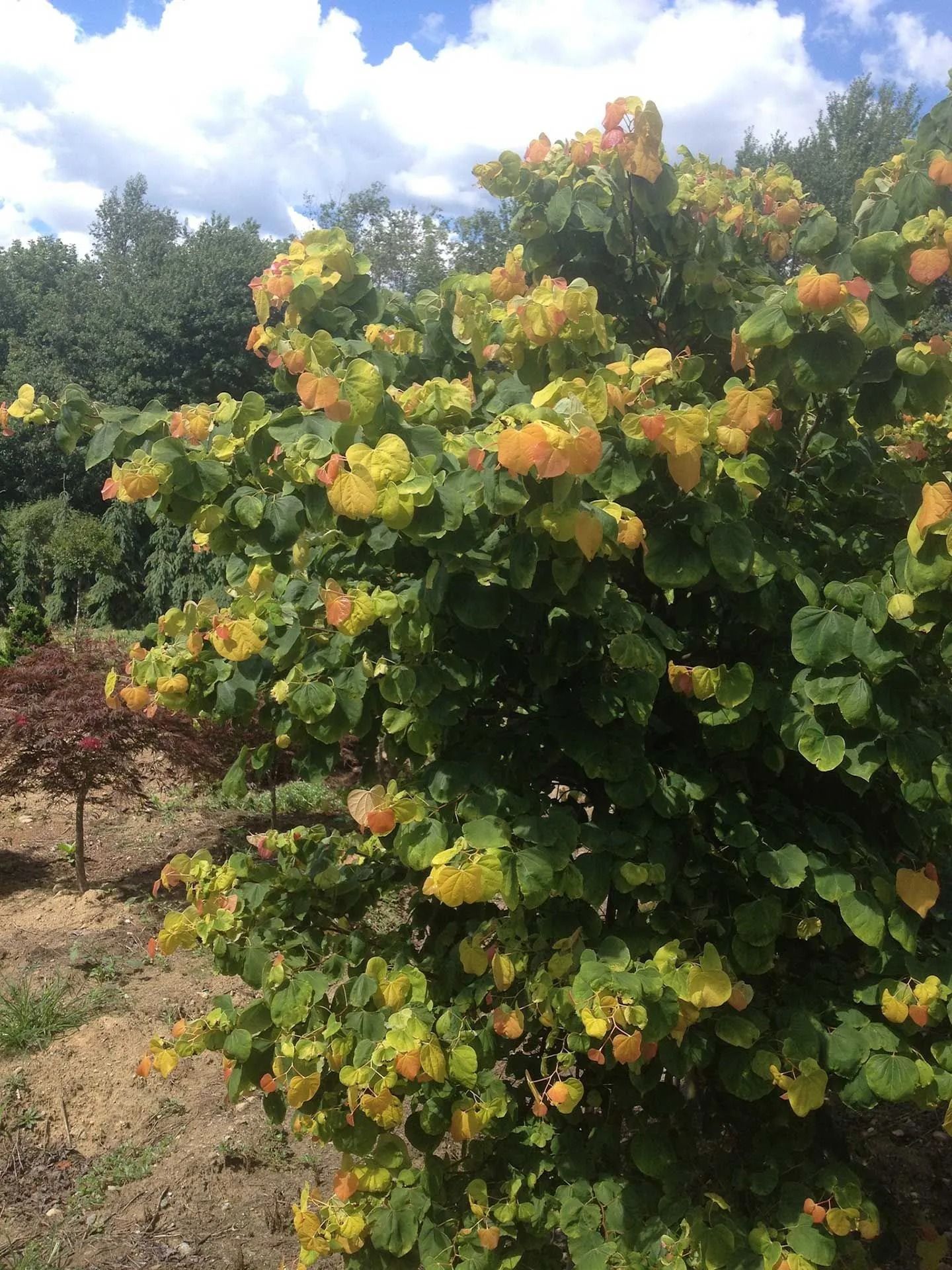 Shrub with green leaves and orange-yellow flowers under a bright blue sky