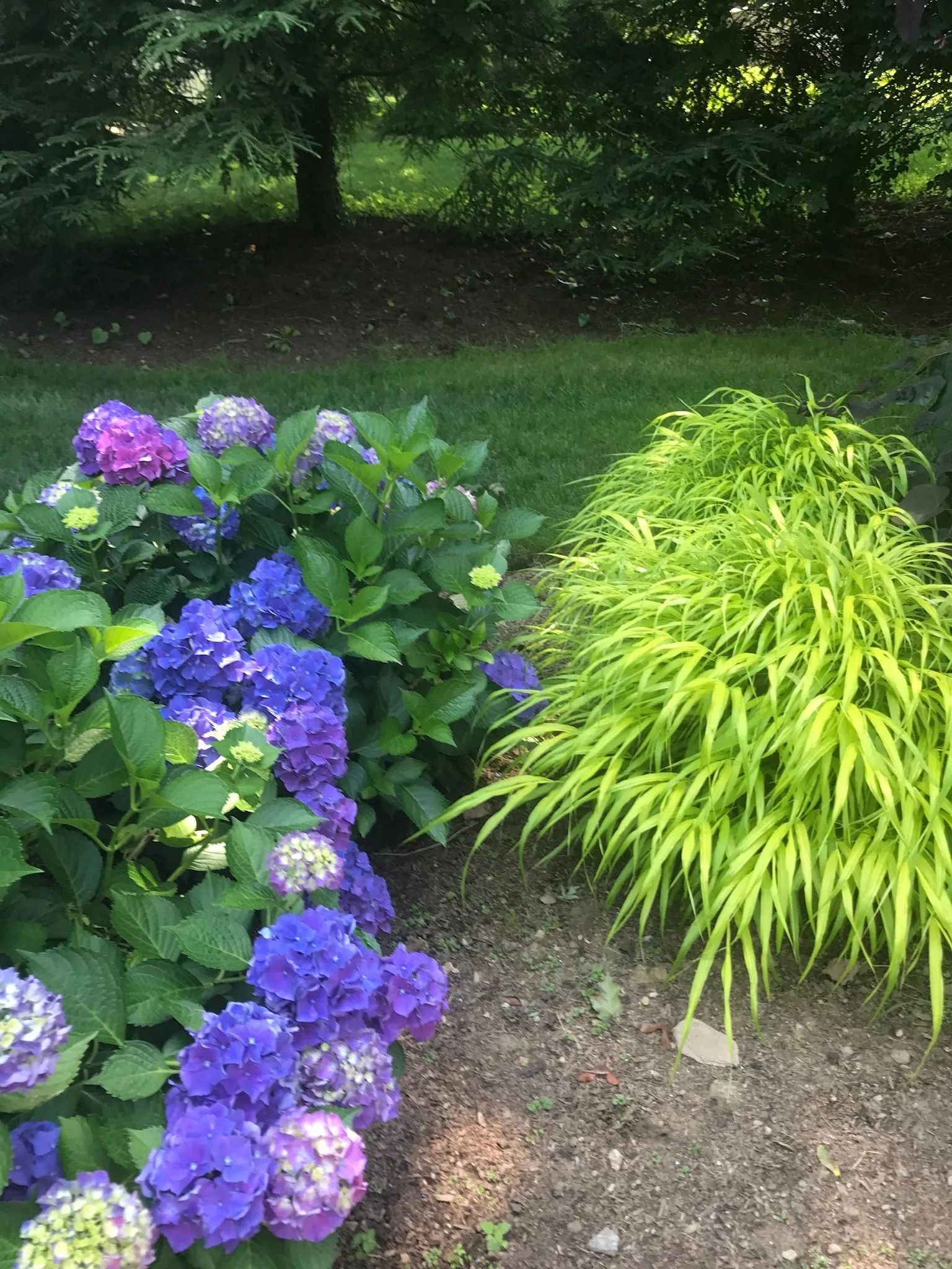 Purple hydrangeas and a bright green shrub in a garden bed with trees and grass in the background