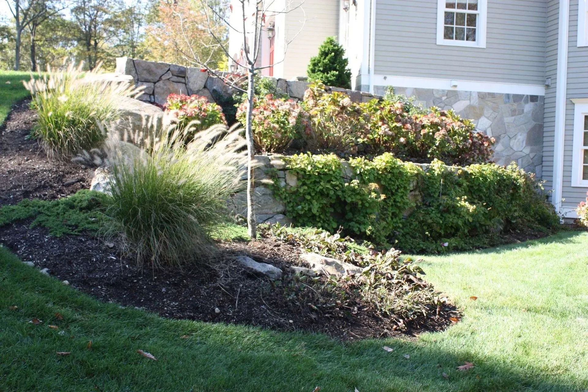 Landscaped front yard with shrubs, ornamental grass, and a young tree beside a house