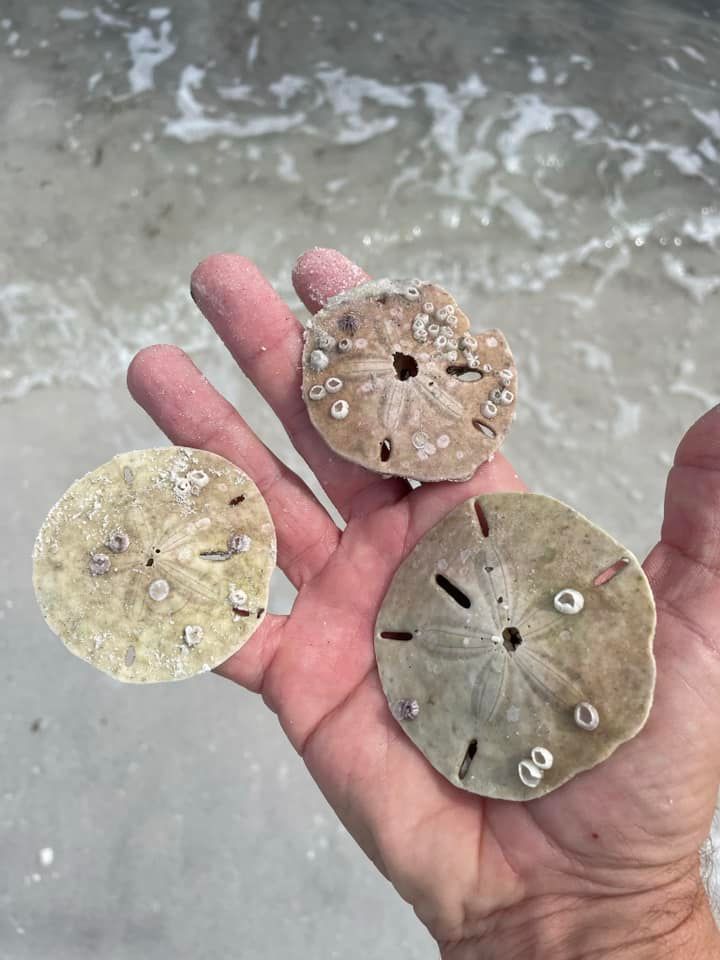 A person is holding three sand dollars in their hand, Ocean City MD.