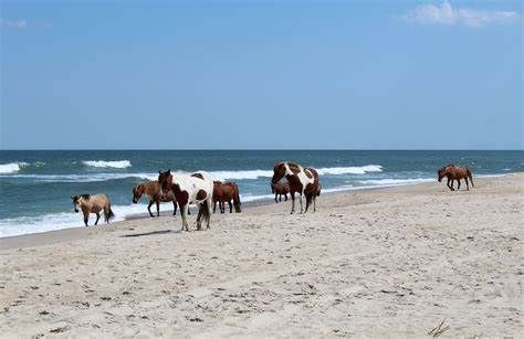 A herd of horses are grazing on the beach near the ocean.