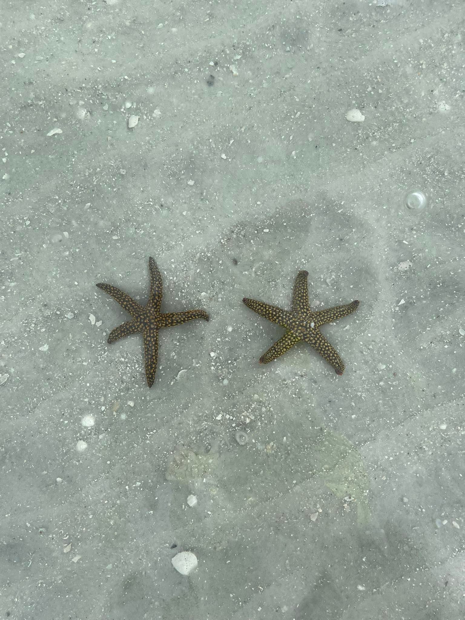 Two starfish are sitting on top of a sandy beach Ocean City MD