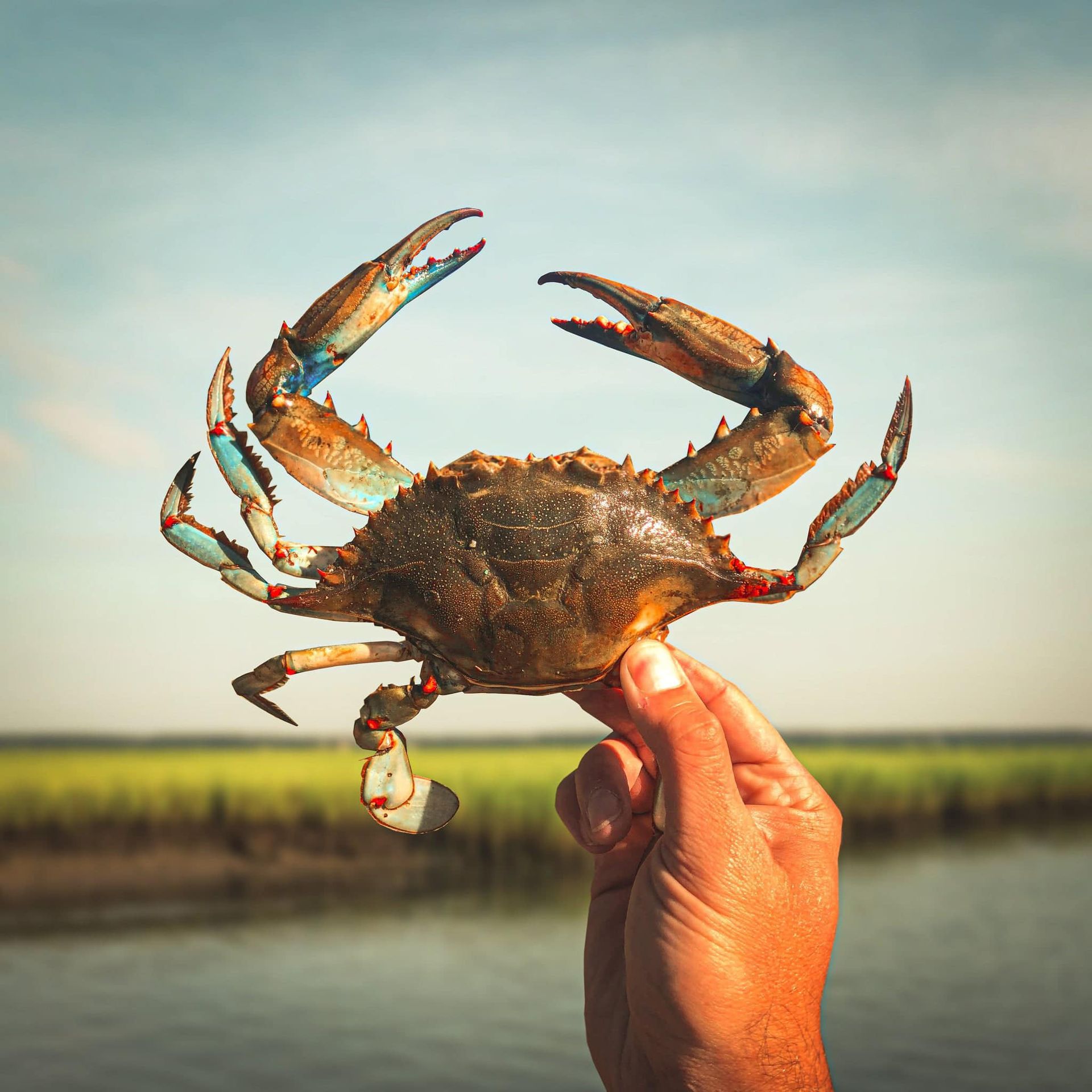 A person is holding a crab in their hand in front of a body of water.