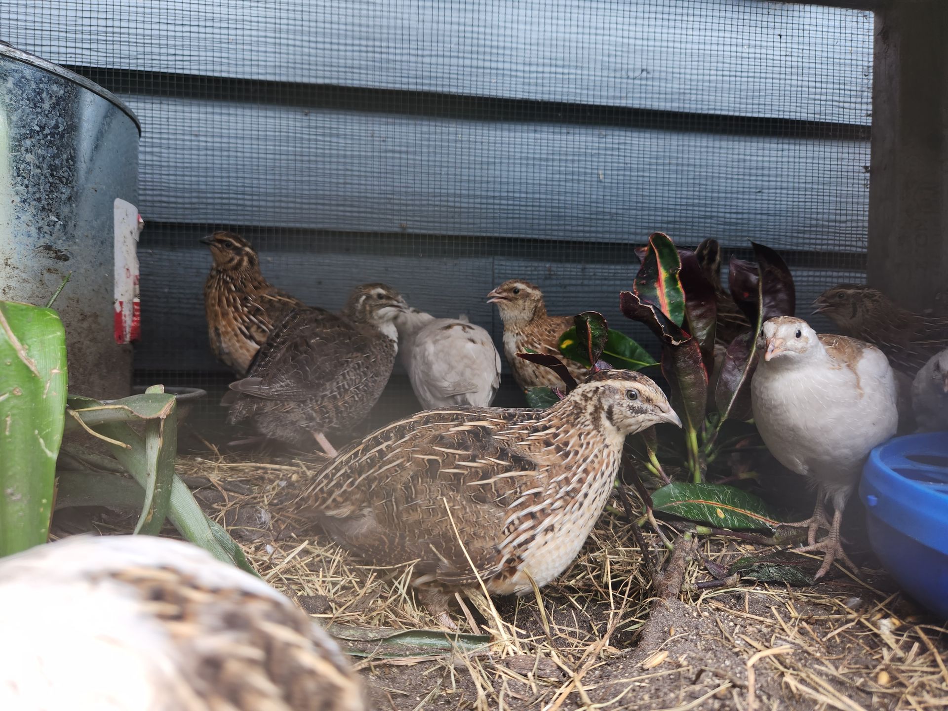 Jumbo Brown Coturnix Quail