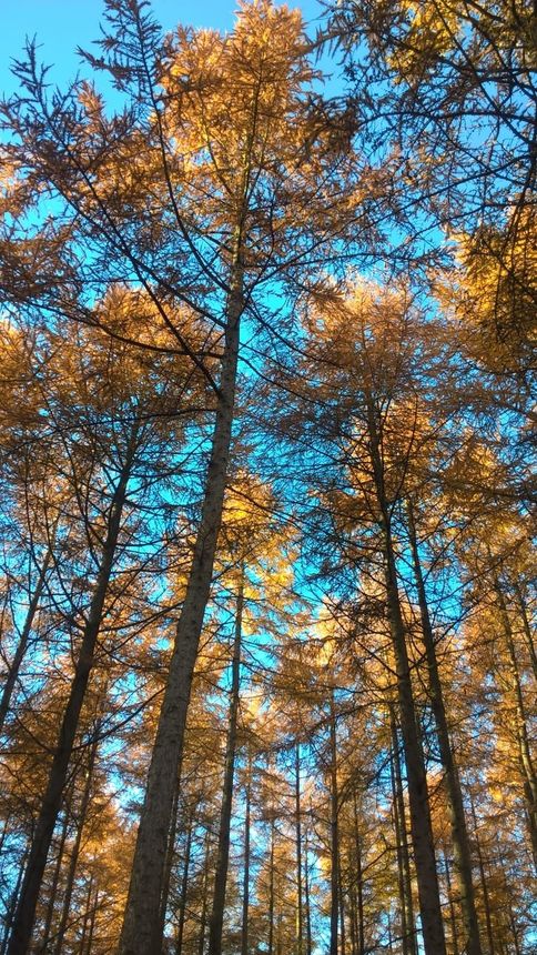 Larch Canopy - Well developed crowns in Larch plantation in a beautiful yet commercially viable woodland.
