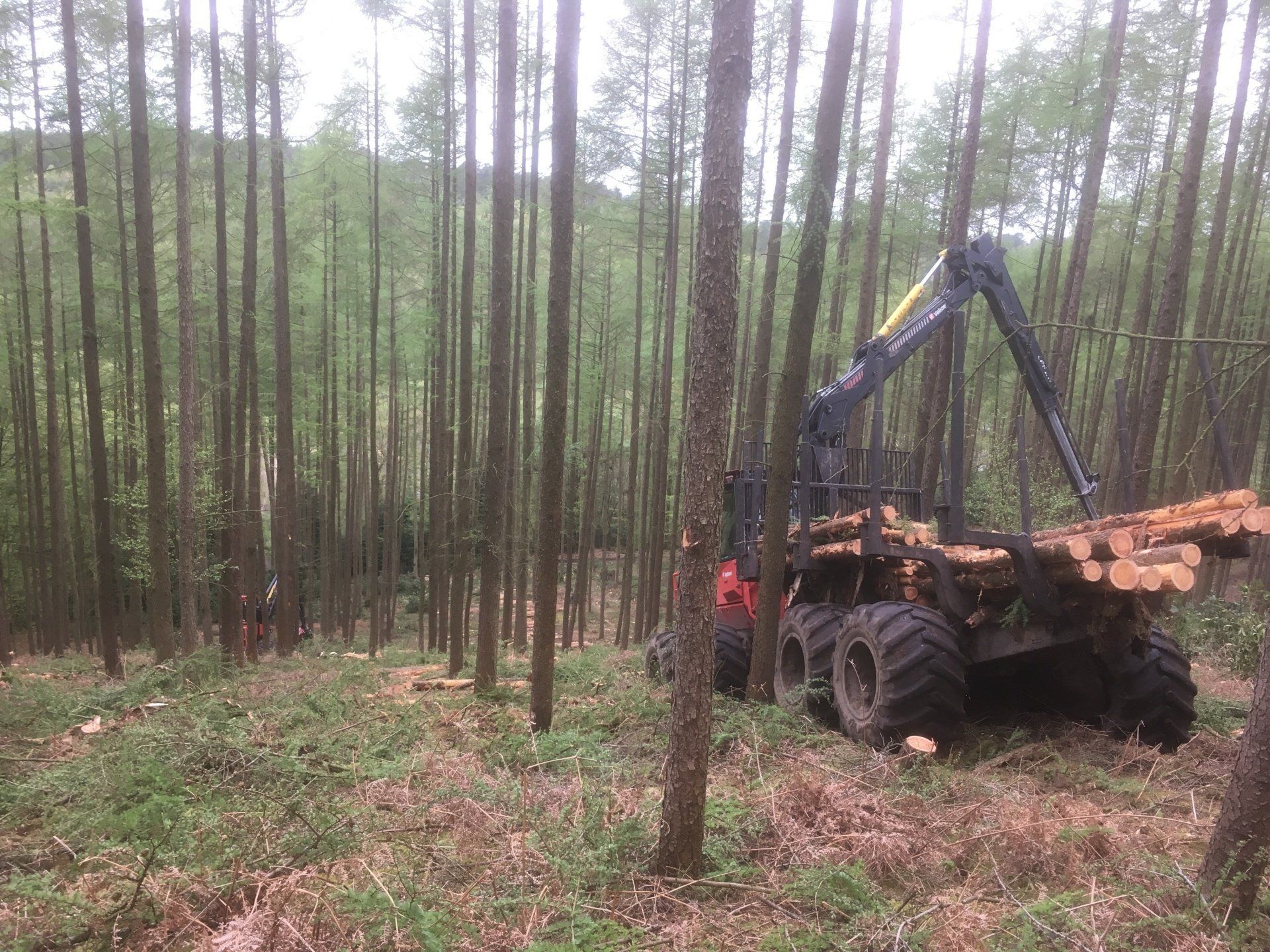 Extracting softwood on steep slope