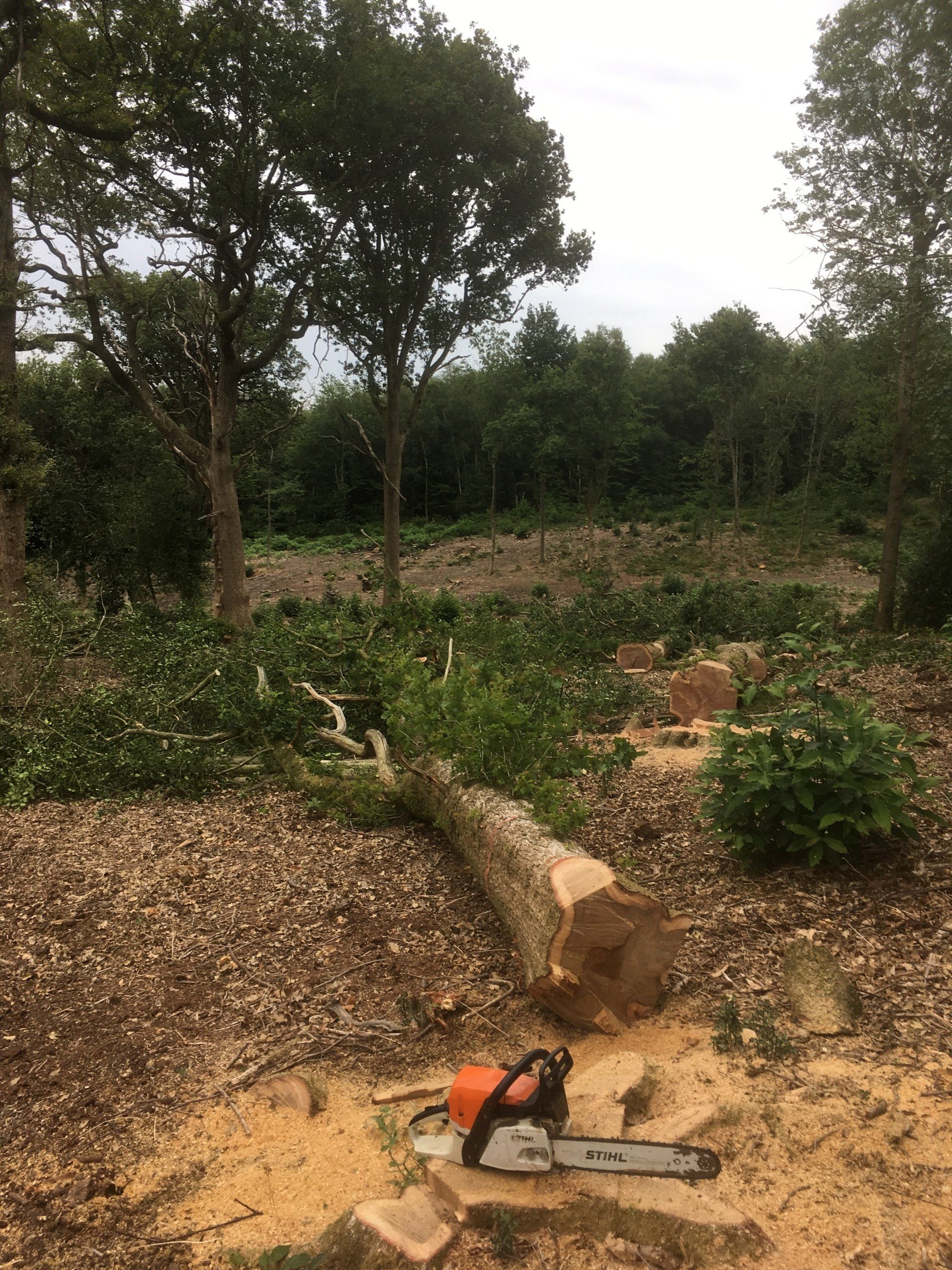Felling mature oak timber