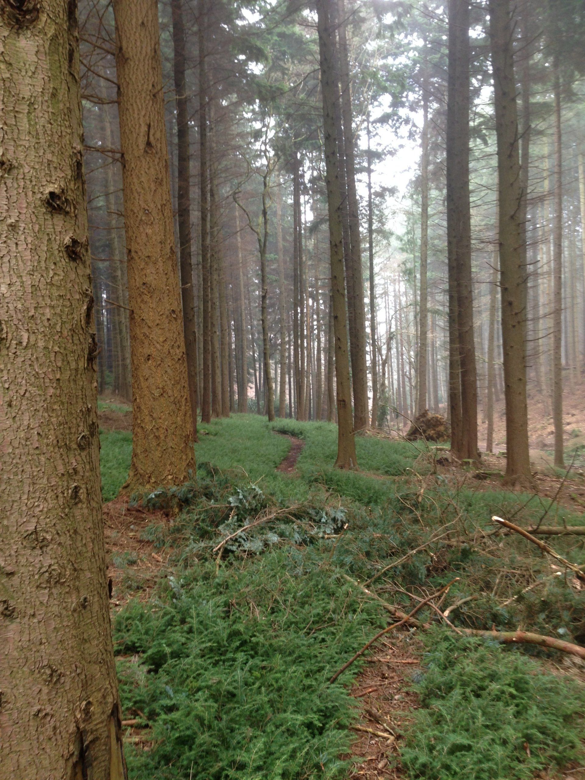 Mature softwood plantation