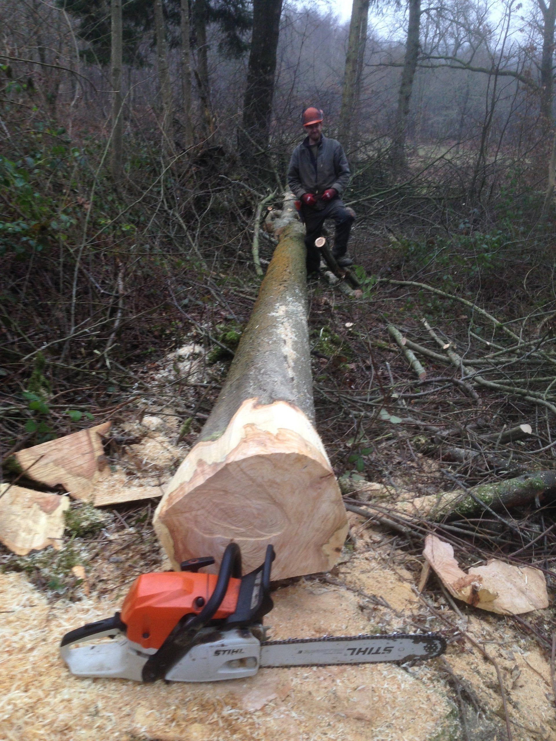 Cherry timber felling