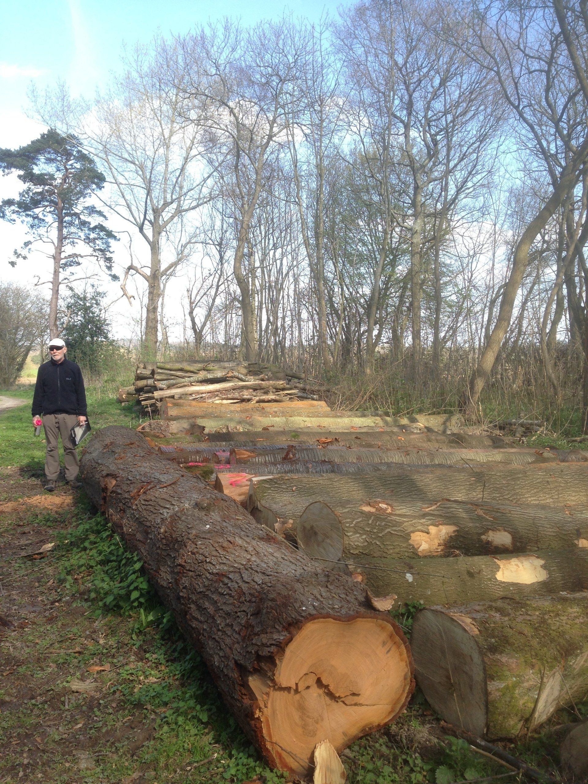 Cherry and ash timber at roadside