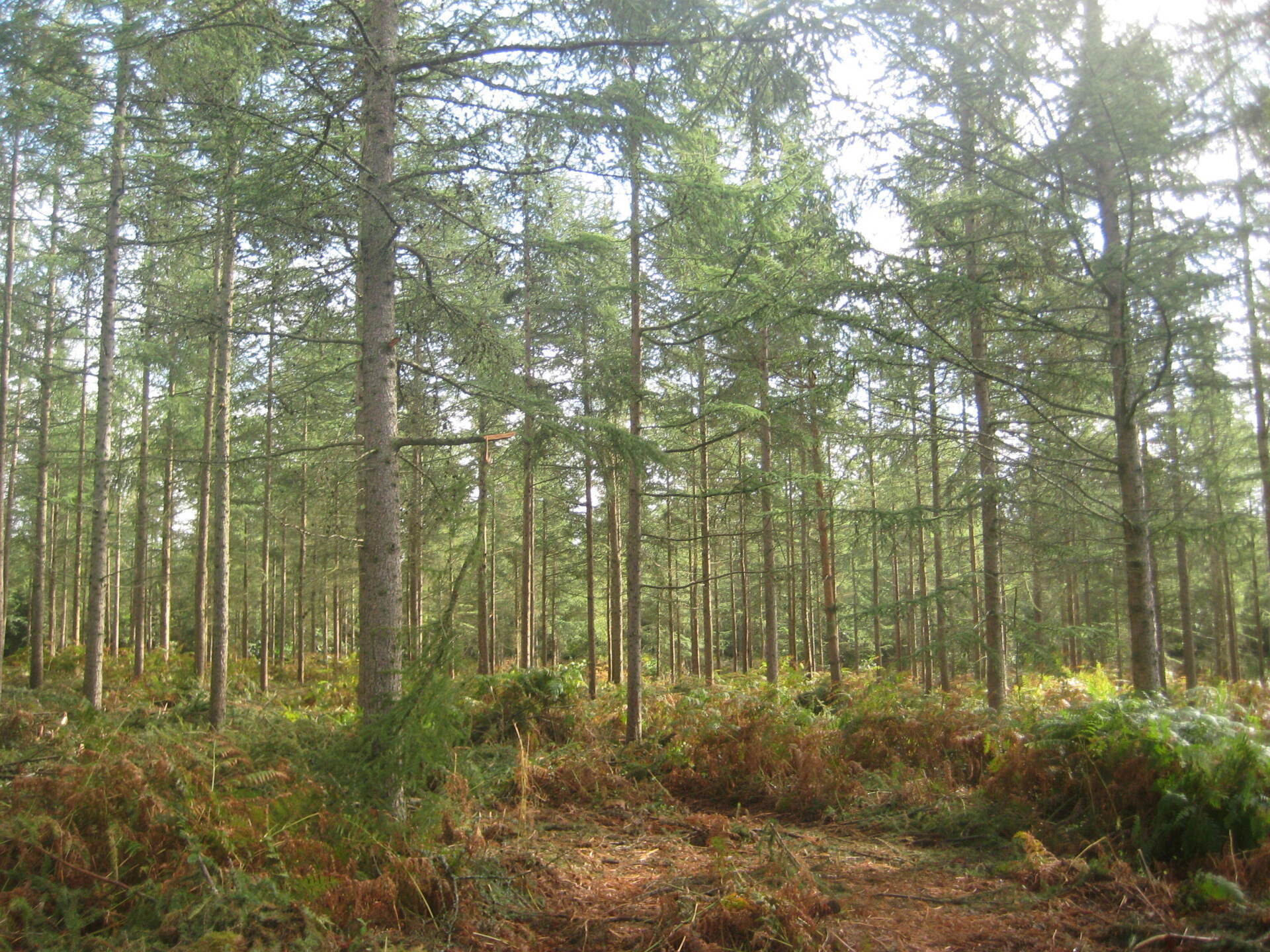 Larch plantation