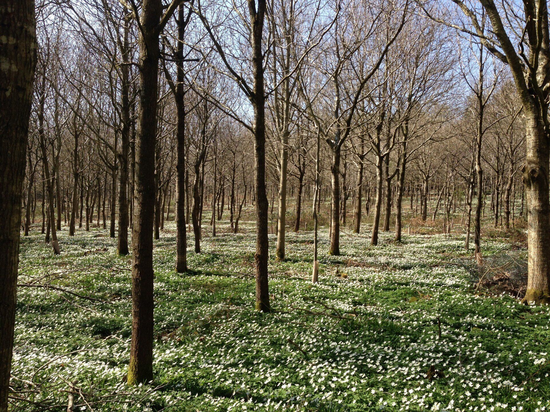 Spring Beauty - Wood Anenome in ancient semi-natural woodland in Sussex