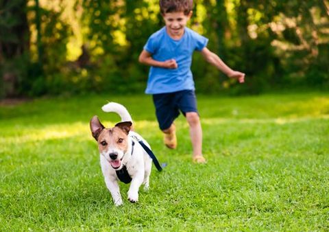 Boy and Dog Running on Lawn — Oldsmar, FL — The Spray Doctor