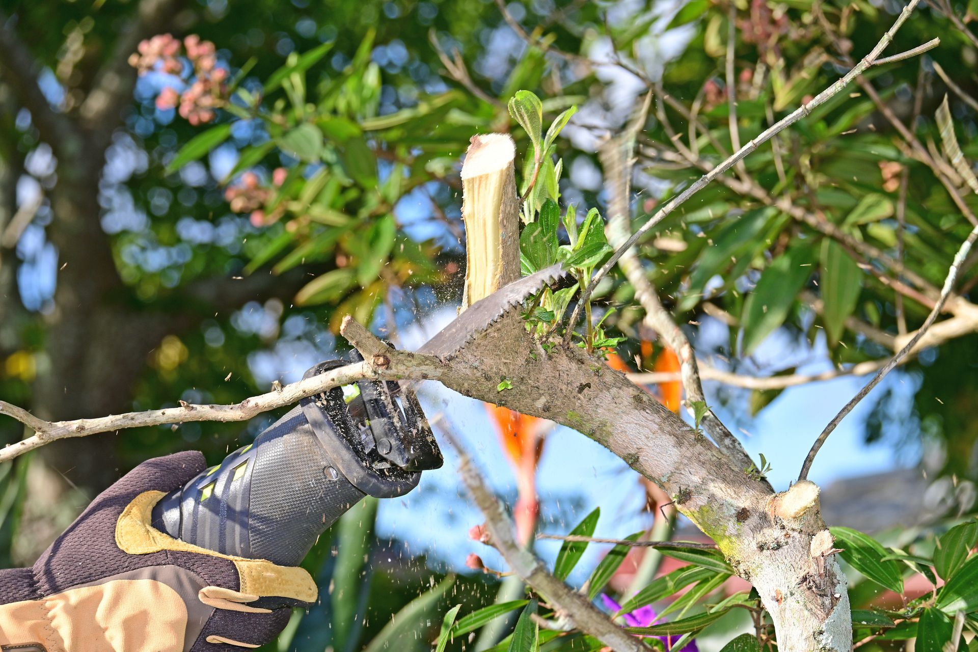 A skilled tree specialist carefully sawing overgrown branches as part of a tree trimming job.