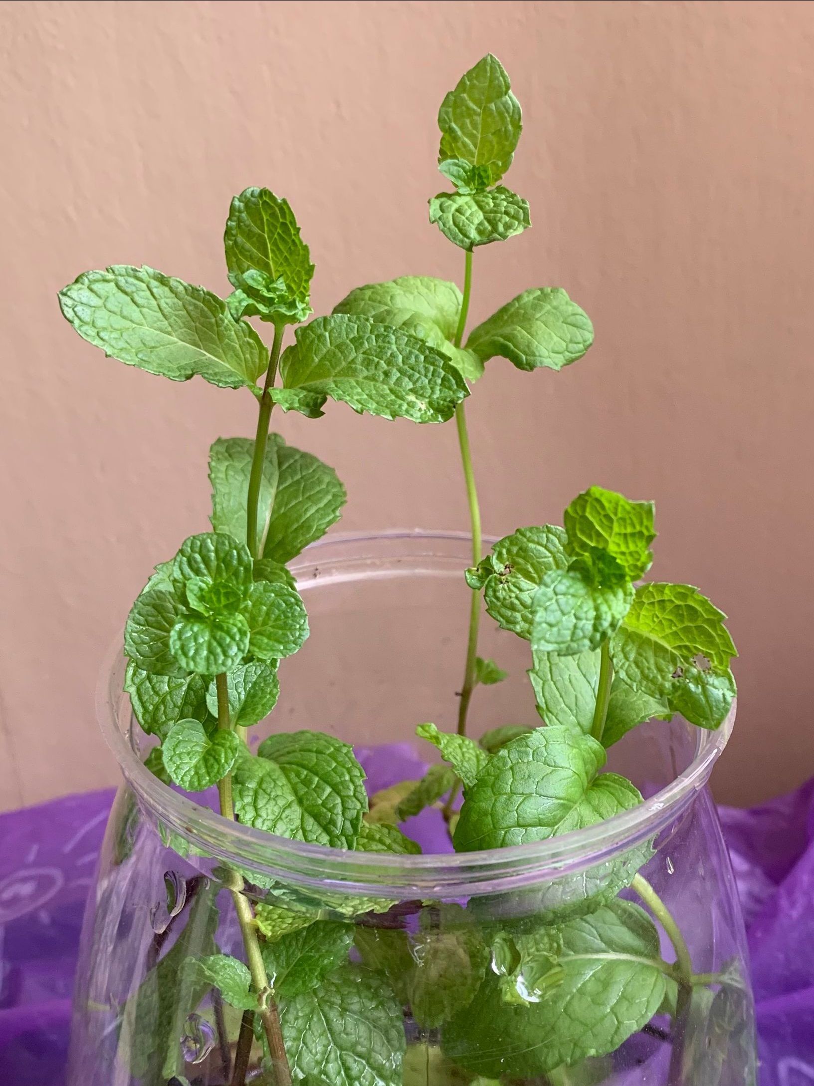 Mint plant cuttings in a clear glass jar with water, against a pink background.