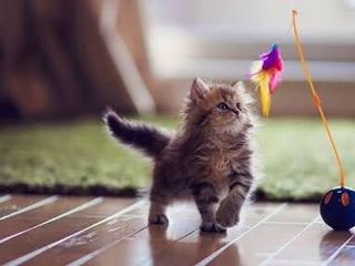 kitten with feather