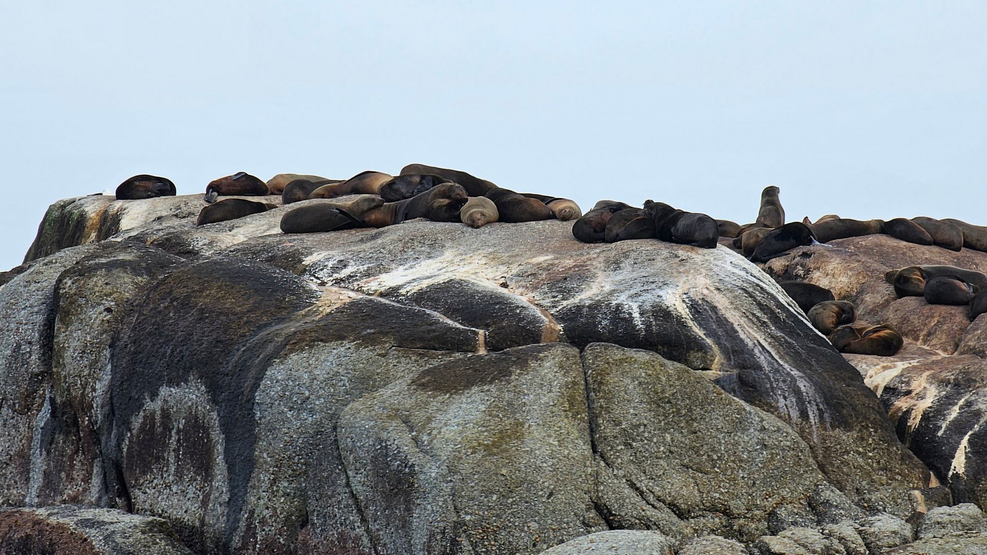 קבוצת כלבי ים יושבת על גבי סלע גדול