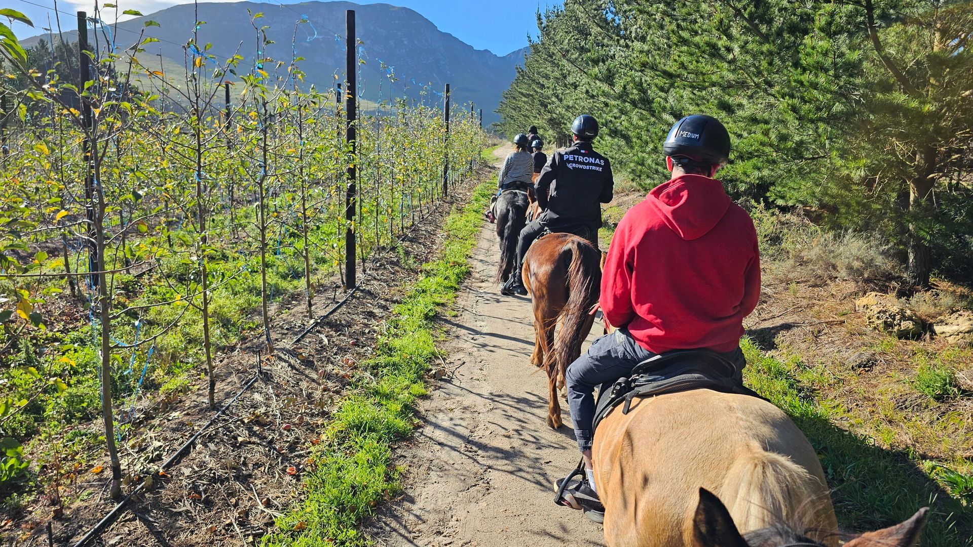 קבוצה של אנשים רוכבת על סוסים בשביל עפר.