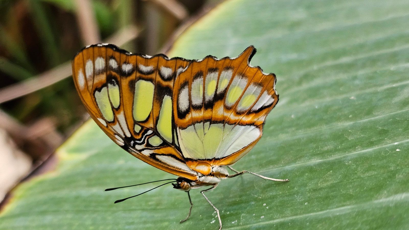 פרפר עם כנפיים בדוגמאות כתומות וצהובות על עלה ירוק.